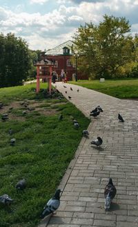 Pigeons perching on fountain in park