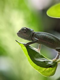 Close-up of lizard