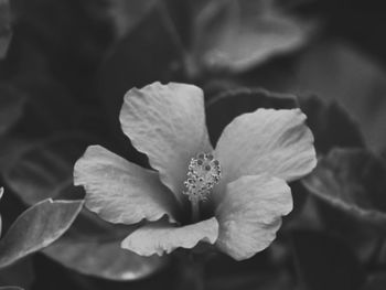 Close-up of rose flower