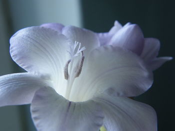 Close-up of white flowering plant