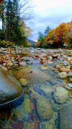 Scenic view of forest against sky during autumn