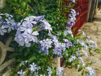 Purple flowers blooming outdoors