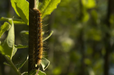 Close-up of insect on plant
