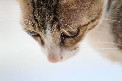 Close-up of a cat