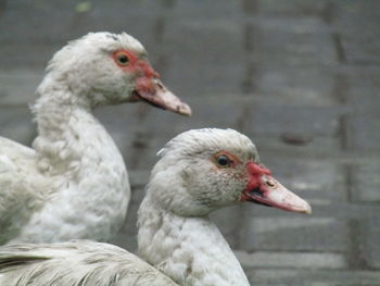 Close-up of duck