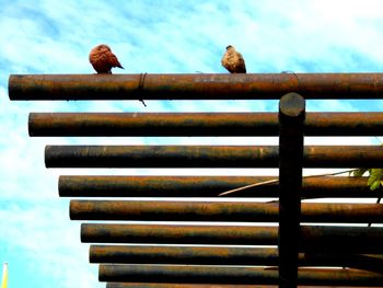 Low angle view of birds perching on wall