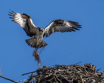 Low angle view of bird flying against clear blue sky