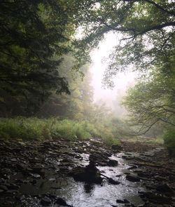 Stream in forest