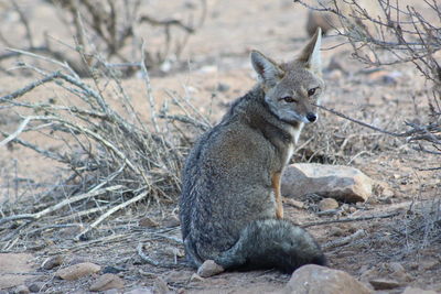 Side view of fox relaxing on field