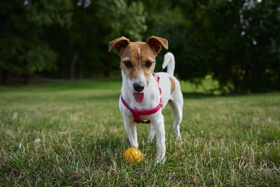 Portrait of dog on grassy field