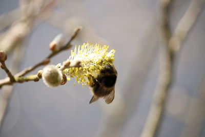 Close-up of bee on flower