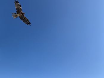 Low angle view of eagle flying in sky