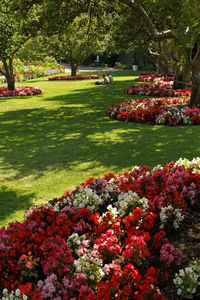 View of flowering plants in garden