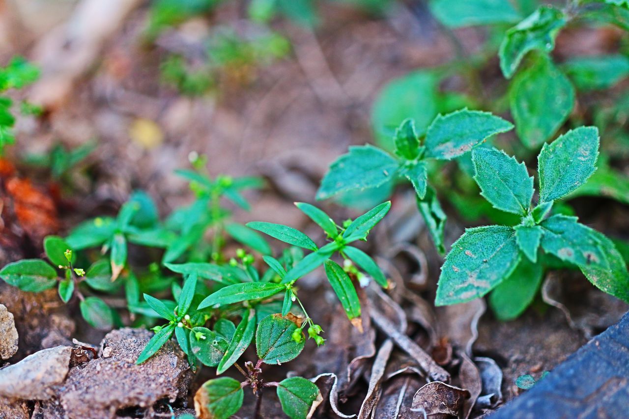 HIGH ANGLE VIEW OF PLANT GROWING ON FIELD