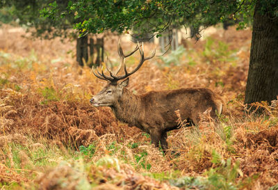 Red deer standing amidst plants in forest