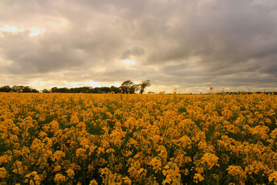 Scenic view of oilseed rape field against cloudy sky