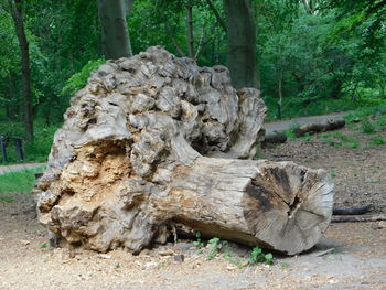 Tree stump in forest