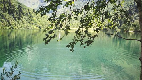 Scenic view of lake in forest