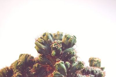 Close-up of cactus plant against clear sky