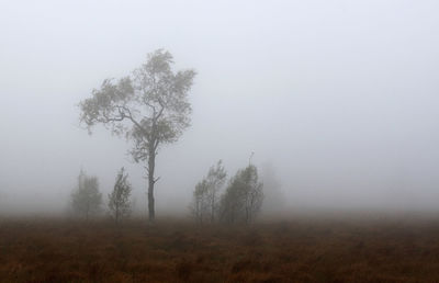 Trees on landscape against foggy weather