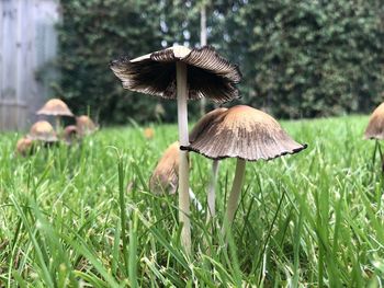 Close-up of mushroom growing on field