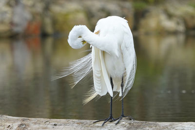 Close-up of white bird