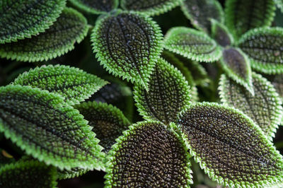Close-up of leaves