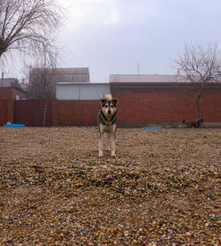 Dog standing on field against sky