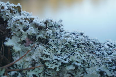 Close-up of snow on road