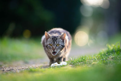 Portrait of cat on field