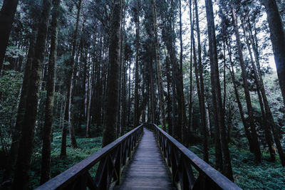 Wooden footbridge amidst trees in forest