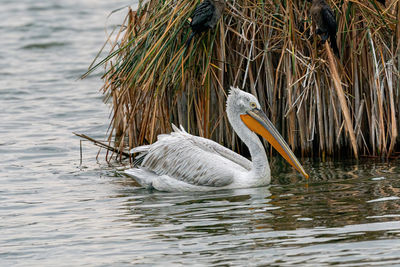 View of birds in lake