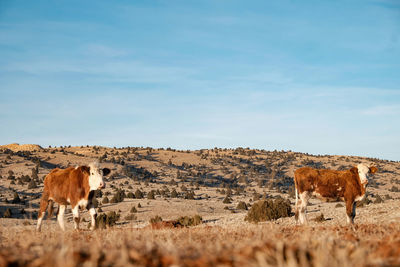 Cows standing in a field