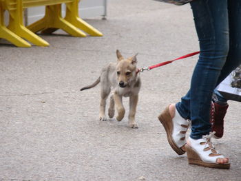 Low section of person with dog on street