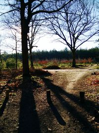 Bare trees on field