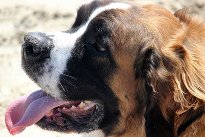 Close-up of a dog looking away