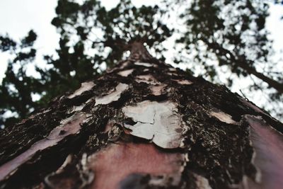 Low angle view of tree trunk