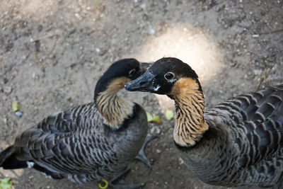 Geese on field