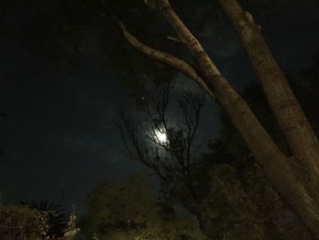 Low angle view of trees at night