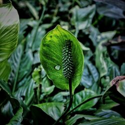 Close-up of green plant