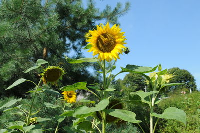 Sunflowers on flowering plant against sky