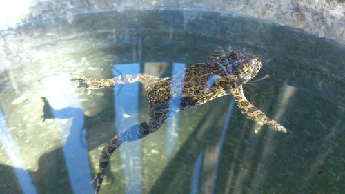 High angle view of turtle in sea