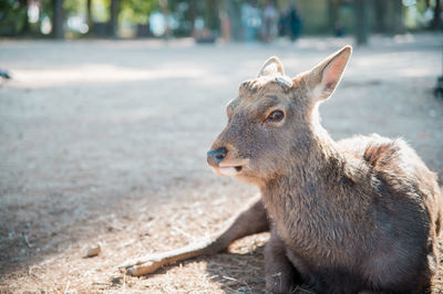 Close-up of deer looking away