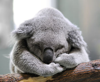 Close-up of koala sleeping on branch