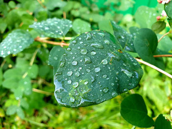 Close-up of raindrops on leaves