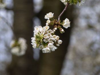 Close-up of white flowering plant