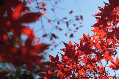 Low angle view of maple leaves on tree during autumn