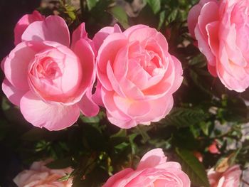 Close-up of pink flowers blooming outdoors