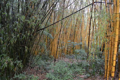 Bamboo trees in grass