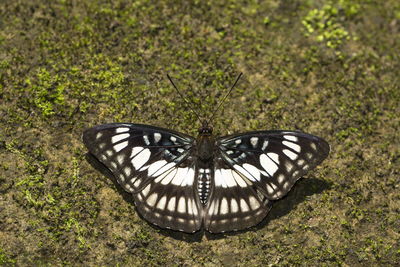 High angle view of butterfly on leaf